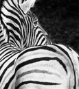 ZEBRA Royalty Free Stock Photo