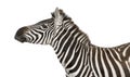 Zebra (4 years) Royalty Free Stock Photo