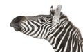 Zebra (4 years) Royalty Free Stock Photo