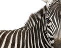 Zebra (4 years) Royalty Free Stock Photo