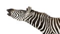Zebra (4 years) Royalty Free Stock Photo