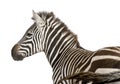 Zebra (4 years) Royalty Free Stock Photo