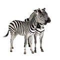 Zebra Royalty Free Stock Photo