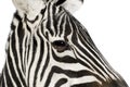 Zebra Royalty Free Stock Photo