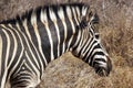 Zebra Royalty Free Stock Photo