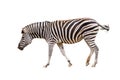 Zebra Royalty Free Stock Photo