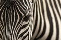 Zebra Royalty Free Stock Photo