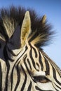 Zebra Royalty Free Stock Photo