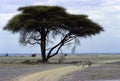 Zebra acacia