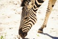 Zebra Royalty Free Stock Photo