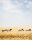 Zebra in Africa With Copy Space Royalty Free Stock Photo