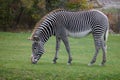 Zebra Royalty Free Stock Photo