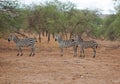 Zebra in Africa safari Tarangiri-Ngorongoro Royalty Free Stock Photo