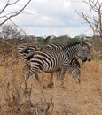 Zebra in Africa safari Tarangiri-Ngorongoro Royalty Free Stock Photo