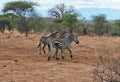 Zebra in Africa safari Tarangiri-Ngorongoro Royalty Free Stock Photo