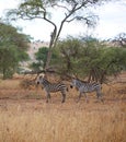 Zebra in Africa safari Tarangiri-Ngorongoro Royalty Free Stock Photo