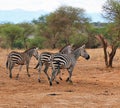 Zebra in Africa safari Tarangiri-Ngorongoro Royalty Free Stock Photo