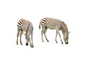 Zebra Africa wildlife on white background