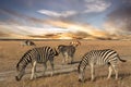 Zebra African animal standing on steppe pasture