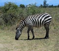 Zebra Royalty Free Stock Photo