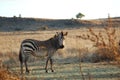 Zebra in African Savannah