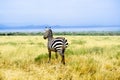 Zebra in African savannah looks into distance Royalty Free Stock Photo