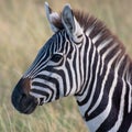 Zebra in african savannah, at Masai Mara , Kenia