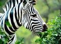 Zebra in the african savannah near a green tree