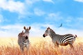 Zebra in the African savannah. Serengeti National Park. Africa. Tanzania