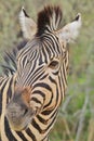 Zebra - African Wildlife Background - Face Stripes