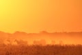 Zebra - African Wildlife Background - Golden Bliss