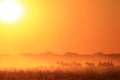 Zebra - African Wildlife Background - Golden Freedom