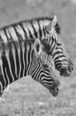 Zebra - African Wildlife Background - Paired up Stripes