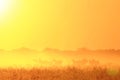 Zebra - African Wildlife Background - Silhouette of an Icon