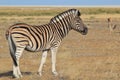 Zebra - African Wildlife Background - Striped Icon of Color