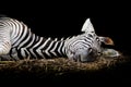 Zebra/African Zebra sleeping on field.