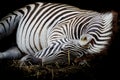 Zebra/African Zebra sleeping on field.