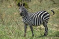 Zebra in Akagera National Park in Rwanda. Royalty Free Stock Photo