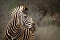 Zebra on alert with pricked up ears