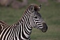 Zebra alert and watching others Royalty Free Stock Photo