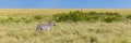 A zebra alone lost in the savannah Royalty Free Stock Photo