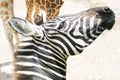 Zebra Royalty Free Stock Photo