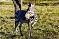 Zebra Ambassador Heartman`s Beauty: Hartman`s Zebra at Fossil Rim Wildlife Center in Glen Rose, Texas Royalty Free Stock Photo