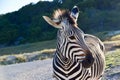 Zebra Ambassador: Pretty Hartman`s Zebra Profile at Fossil Rim Wildlife Center in Glen Rose, Texas Royalty Free Stock Photo