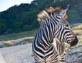 Zebra Ambassador Heartman`s Headshot: Hartman`s Zebra at Fossil Rim Wildlife Center in Glen Rose, Texas Royalty Free Stock Photo