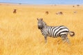 Zebra in the Amboseli National Park, Kenya Royalty Free Stock Photo