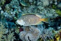 Zebra angelfish