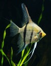 Zebra angelfish