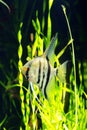 Zebra angelfish