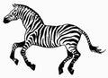 Zebra animal